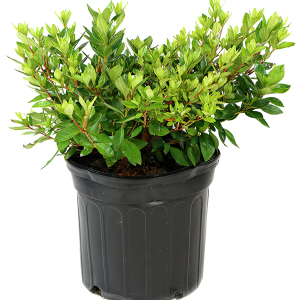 Azalea Floramore Hot Pink in Trade Gallon