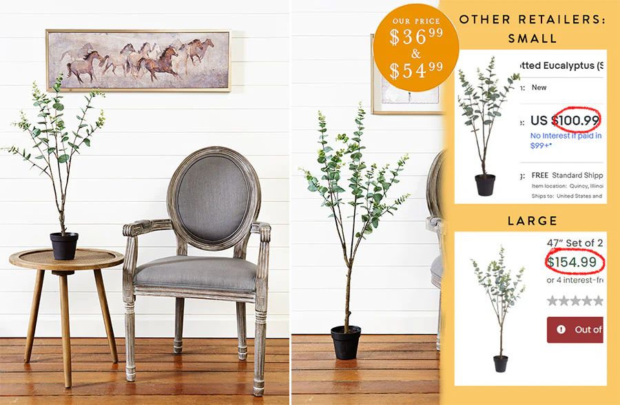 Potted Eucalyptus Tree, Pick Your Size