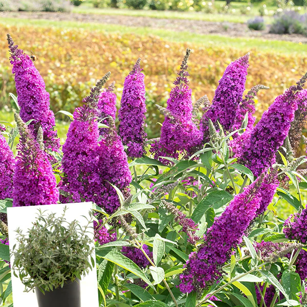 Buddleia Royal Razz