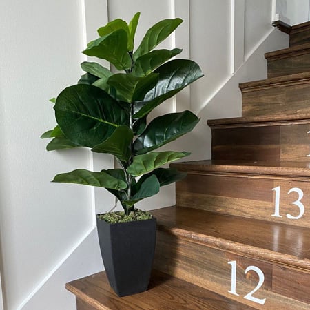 Potted Fiddle Leaf Fig Tree
