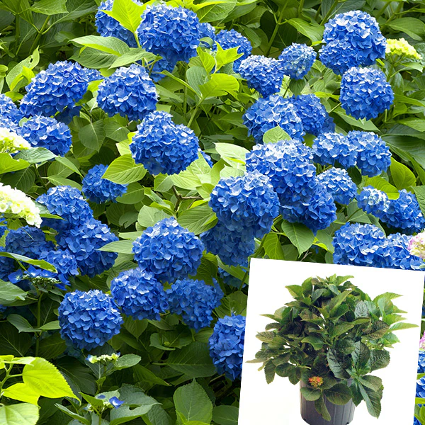 Hydgrangea Nikko Blue