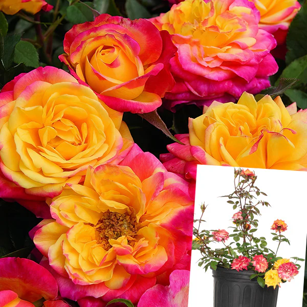 Rose Rainbow Sunblaze