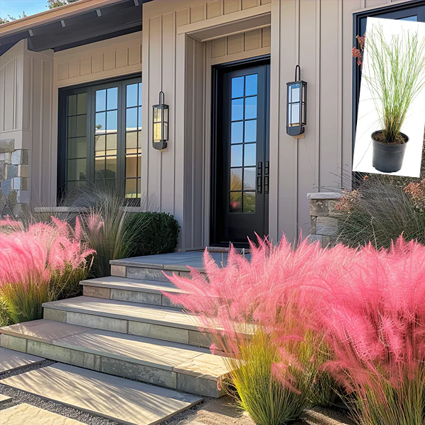 Pink Muhly Grass in Trade Gallon