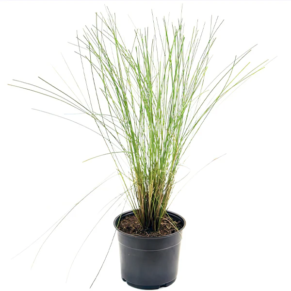 Pink Muhly Grass in Trade Gallon