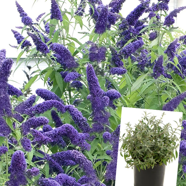 Buddleia True Blue