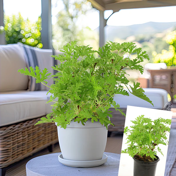 Citronella Mosquito Plant in Trade Gallon