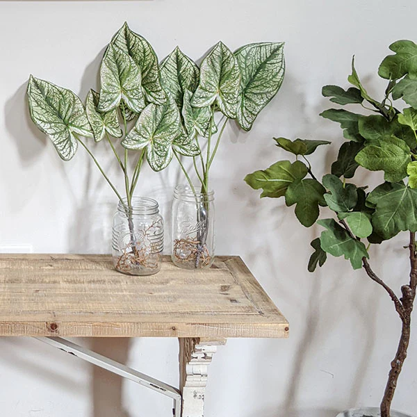 23 Inch Tall Caladium Plant, Set of 2