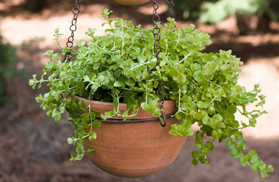 Two-Tier Hanging Terra Cotta Pot