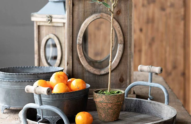 *TALL* Potted Olive Tree