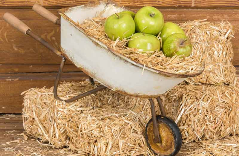 Antiqued White Metal Wheel Barrow