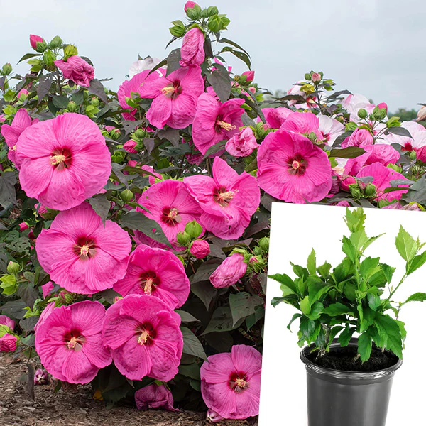 Hibiscus Head over Heels® 'Passion'