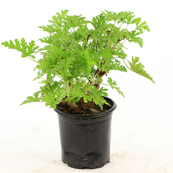Citronella Mosquito Plant in Trade Gallon