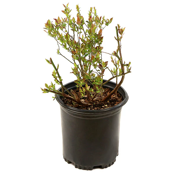 Bushel & Berry Blueberry Midnight Cascade