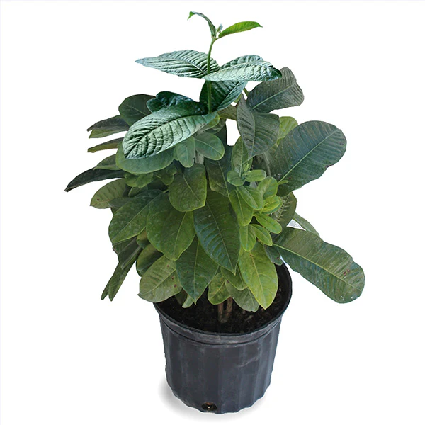 Mandevilla Sun Parasol® Sunbeam