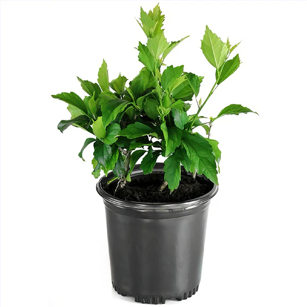 Hibiscus Head over Heels® 'Passion'