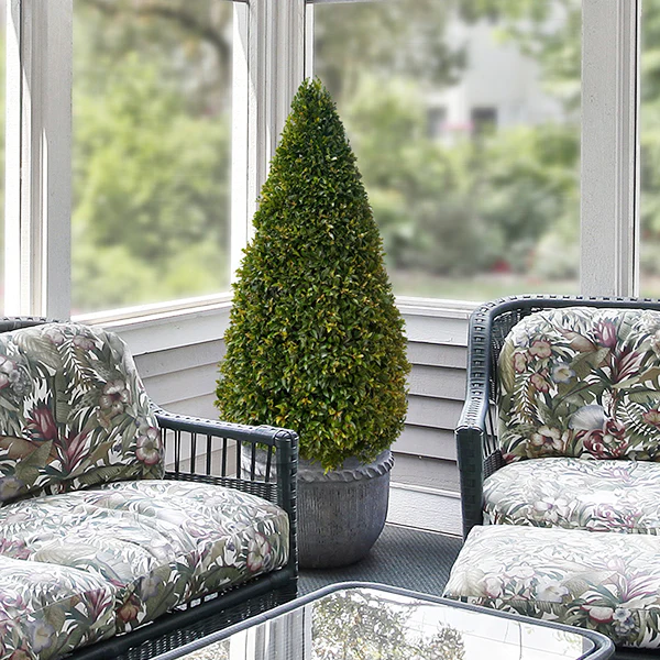 Eugenia Cone Topiary