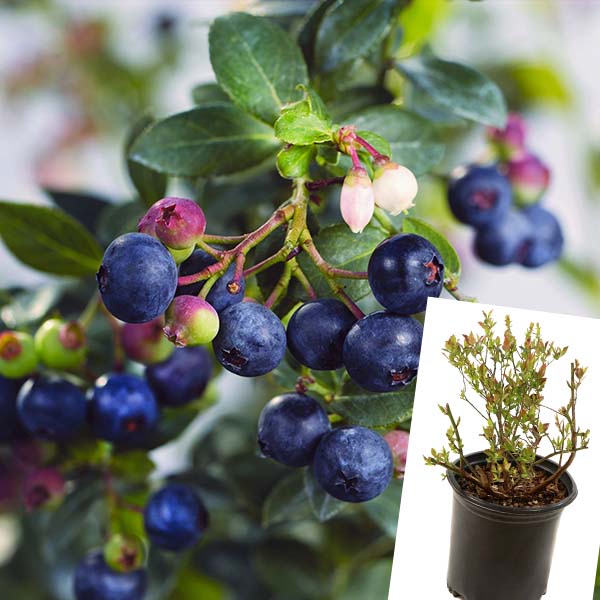 Bushel & Berry Blueberry Buckle