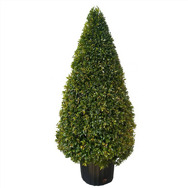 Eugenia Cone Topiary