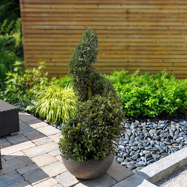 Eugenia Spiral Topiary 36