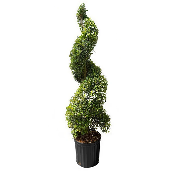 Eugenia Spiral Topiary