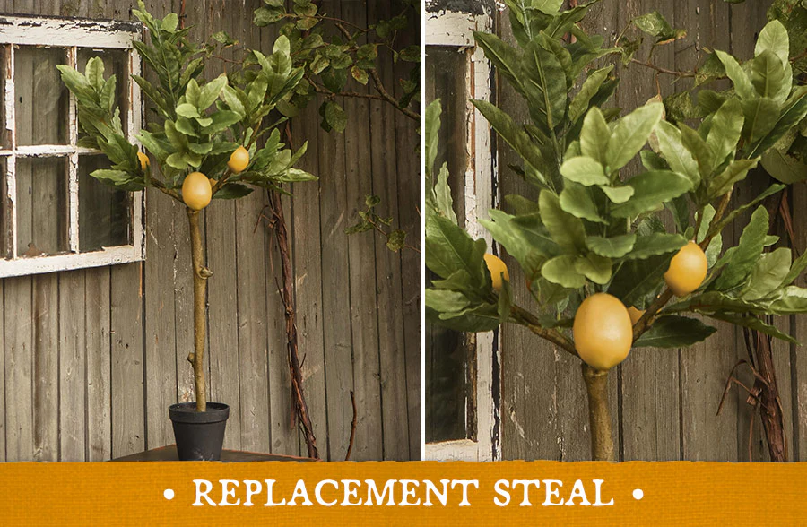 3 Foot Tall Potted Lemon Tree