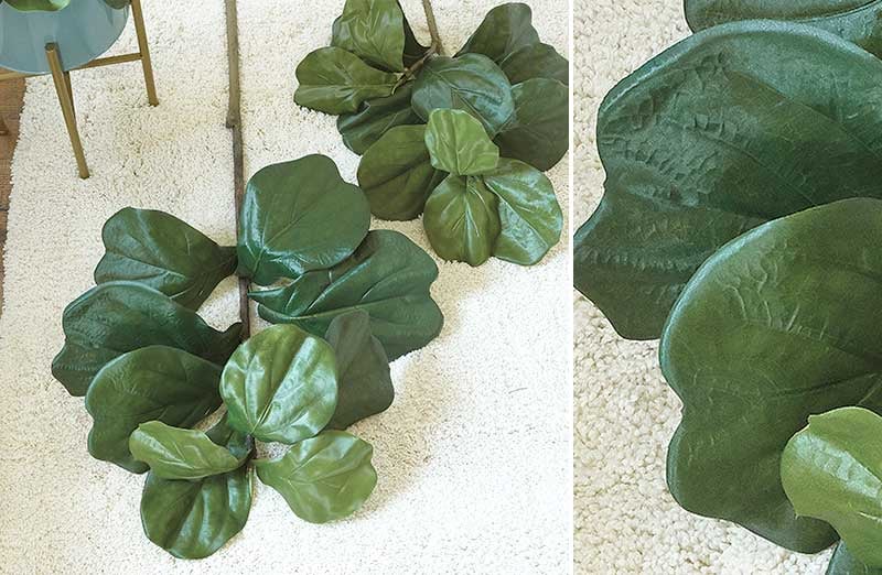 Fiddle Leaf Fig Stem