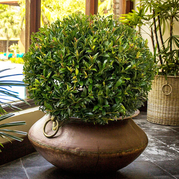 Eugenia Globe Topiary