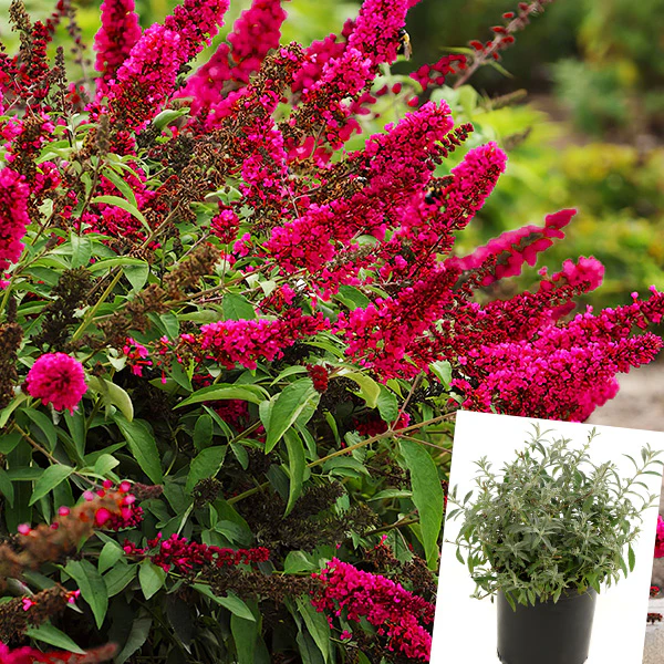 Buddleia Royal Red