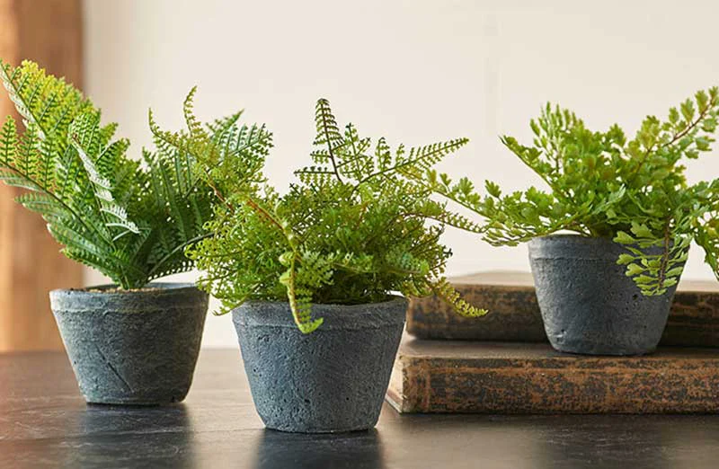 Potted Faux Ferns  Set of 3