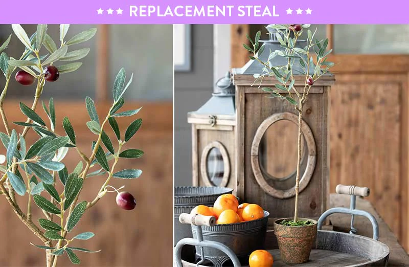 *TALL* Potted Olive Tree