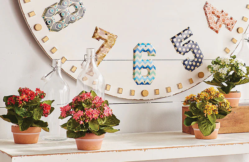 Potted Kalanchoe  Set of 2