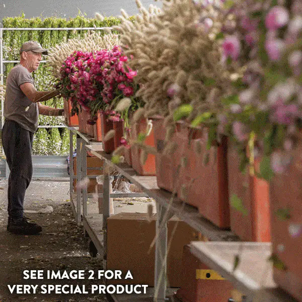 DIY Dried Floral Bouquet From the Fields of Holland, Pick Your Color