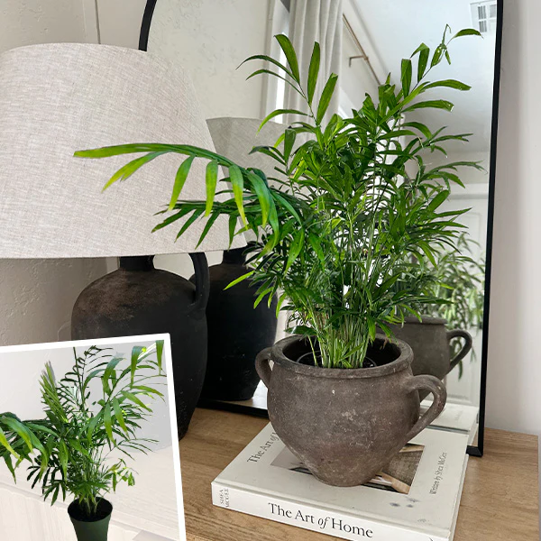 Parlor Palm
