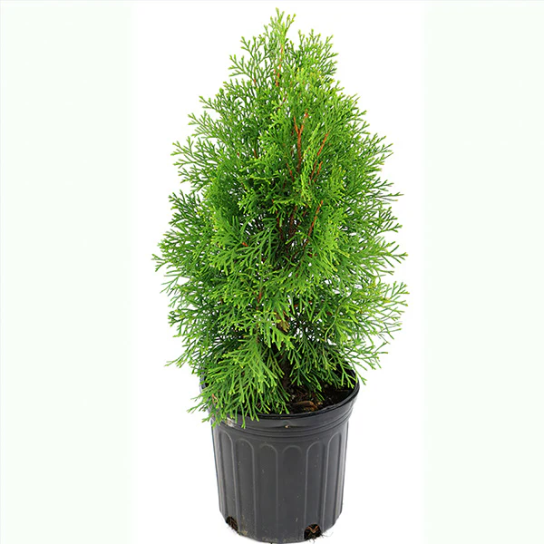 Arborvitae Green Giant in Trade Gallon