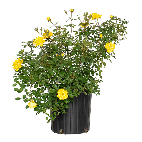 Rose Yellow Mini Flora