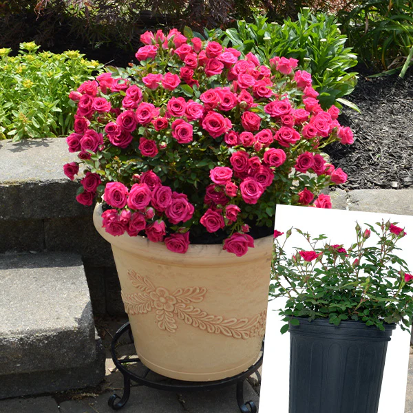 Rose Dragon Fruit Sunblaze