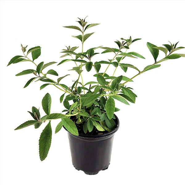 Buddleia Honeycomb in Trade Gallon