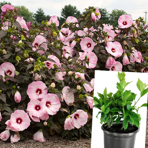 Hibiscus Head over Heels® 'Blush'