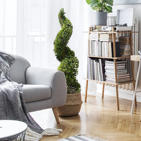 Eugenia Spiral Topiary