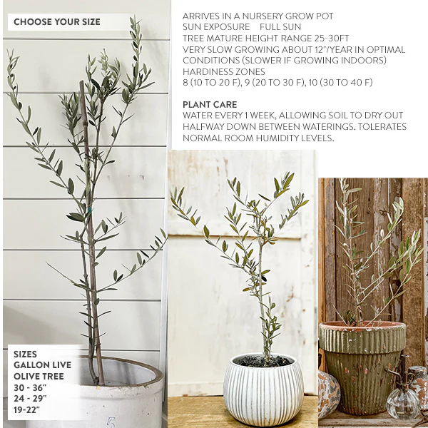 LIVE Mediterranean Coast Olive Tree, Choose Your Size